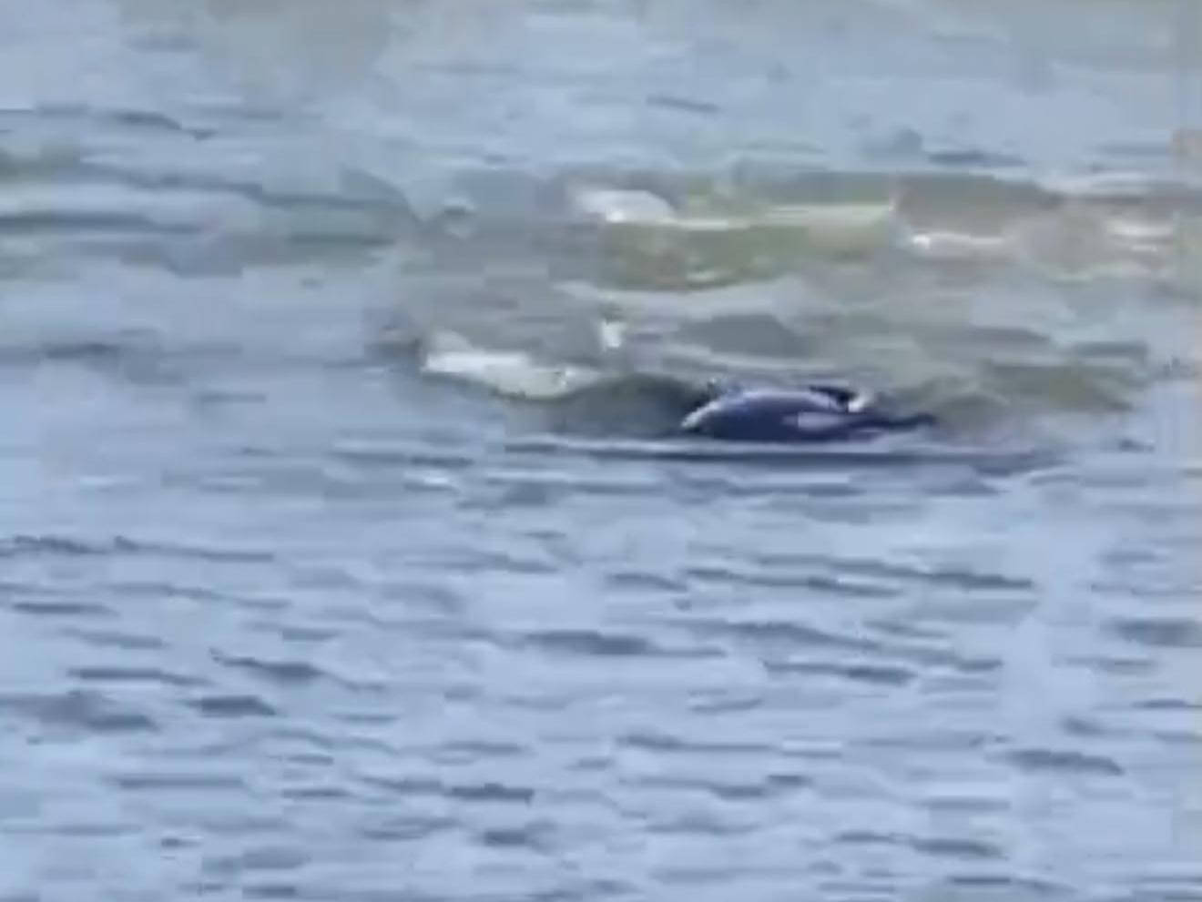 Três peixes-boi são flagrados nas proximidades da Ilha de Santa Cruz, em Outeiro.